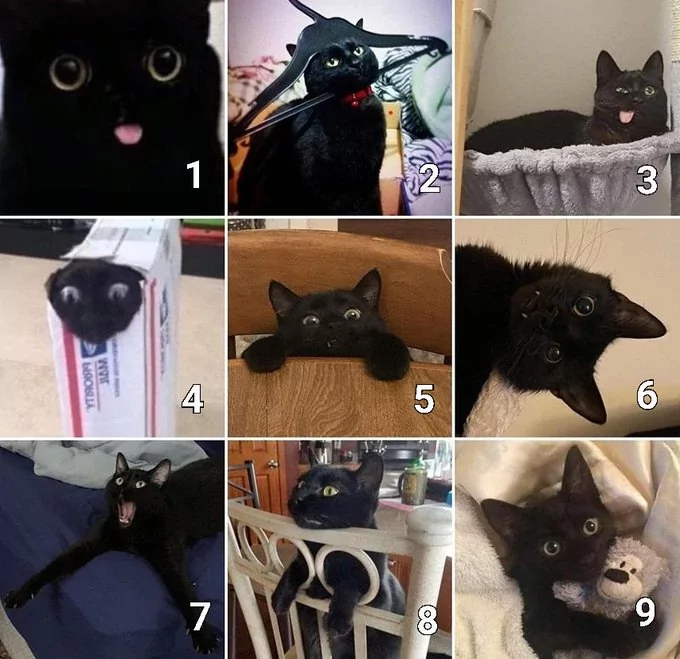 Mood on a cat scale.